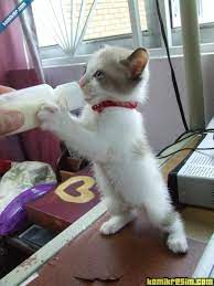 sut icen kediler sevimli hayvan yavrulari sevimli kediler kedi