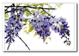 國畫 紫藤 這是我的部落格 隨意窩xuite日誌 watercolour inspiration art inspiration art