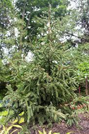 How To Choose A Memorial Tree The Impatient Gardener
