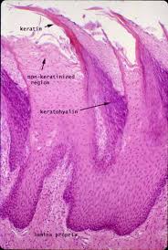 Image result for Filiform Papillae