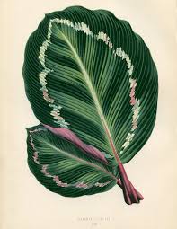 Cut out the shape and use it for coloring, crafts, stencils, and more. 10 Free Tropical Leaves Printables Instant Art Botanicals The Graphics Fairy