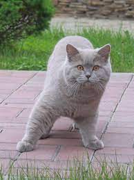 Pet S We Love June 2015 Cat Breeds Pretty Cats Cute Cats