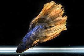 Bangkok (ap) — a siamese fighting fish with the colors of the thai national flag has been bought for 53, 500 baht ($1, 530) at an online auction, possibly making it the most expensive betta fish ever. Beautiful Betta Fish Varieties Anadolu Agency