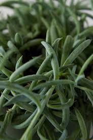 Image result for Senecio hadiensis
