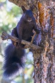 The ground squirrels are members of the squirrel family of rodents (sciuridae), which generally live on or in the ground, rather than trees. Squirrels And Chipmunks Rocky Mountain National Park U S National Park Service