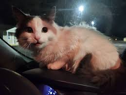 Deceased black and white cat found in Carbondale IL