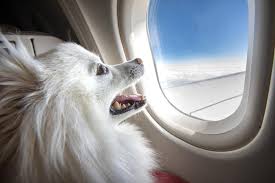Shipping pets or other animals? Emotional Support Animals May Not Be Allowed To Travel With You On Your Next Flight