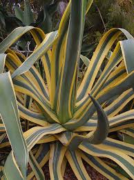 Image result for Agave americana