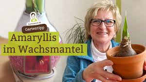 Ich finde, es muss sich ja nicht alles um das problem drehen. Amaryllis Im Wachsmantel Was Tun Wenn Sie Verbluht Ist Youtube