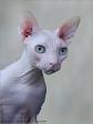 Hairless Cats: Breeds, Info and facts | Petfinder