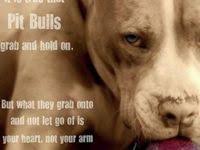 Not All Homeowners And Renters Insurance Companies Provide Coverage For Pit Bulls However There Are A Few Insurers Which A Renters Insurance Homeowner Renter