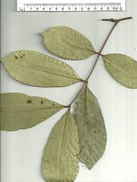Image result for Anthonotha macrophylla