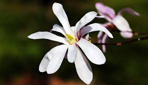 Magnolia Flower Meaning Symbolism And Colors