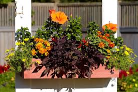 Plant one in your window box so you can see the show up close. Shabby Chic Door Planter Garden Gate