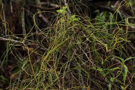 Image result for Cassytha filiformis