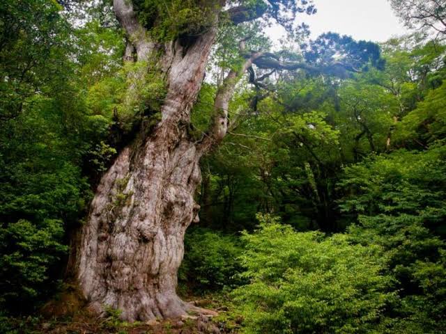 Mga resulta ng larawan para sa Jhomon sugi tree in Yaku Island, Japan"
