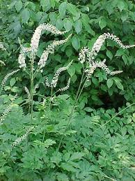 Image result for Acalypha racemosa