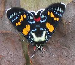 Image result for Agarista