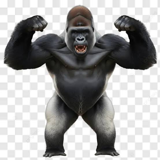 Gorilla