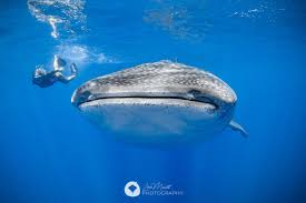Best Practices to Swim with Whale Sharks | Pro Dive International