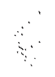 Pin By Puneet Hans On Png Birds Flying Bird Graphic Bird Clipart