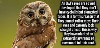 Image result for owl's eyes and brain.