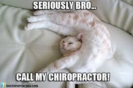 Seriously Bro Call My Chiropractor Cat Sleeping Positions Cat Sleeping Cat Pose