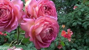 Jun 14, 2021 · georgia governor brian kemp this year signed into law sweeping voting restrictions sponsored by republicans, with potentially big implications for how elections are administered in the. Jubilee Celebration Rose One Of The Most Gorgeous David Austin Roses Davidaustinroses Englishroses Roses Jubilee Celebration Rose Rose David Austin Roses