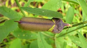 Image result for Crotalaria incompta