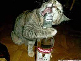 Check spelling or type a new query. Download Free Funny Wallpapers Group 51