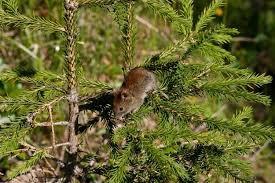 Image result for Volusia resupinata