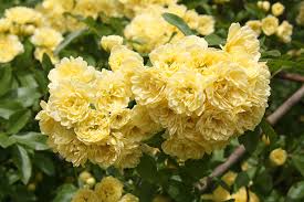 Un mazzo di fiori per pamela. Il Piccolo Giardino Di L Una Gigante La Rosa Banksiae Lutea E Le Sue Sorelle