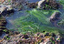 Image result for Phylohydrax