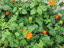 Image result for Tithonia