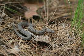 Ussuri Mamushi Gloydius Ussuriensis Korea Rettili Serpente Anfibi