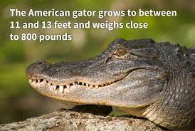 Alligator Fact How Much Do Alligators Weigh Animal Facts Alligator Facts