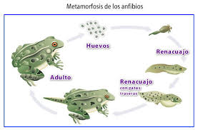 El proceso es completamente independiente del animal, es regulado por el oxígeno presente en el aire y el organismo del animal. Los Anfibios