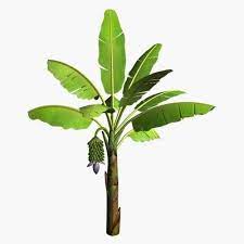 Hiring Of Banana Tree For Wedding Ceremony In Navi Mumbai Ruchi Caterers Id 8757007962 Banana Tree Banana Art Banana Leaf