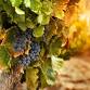 Three Foxes Winery Tour