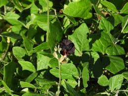 Image result for Macroptilium atropurpureum