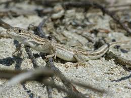 Image result for Drypetes arguta