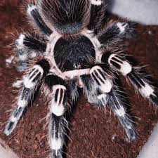 Caribena (avicularia) versicolor (antilles pinktoe tarantula) for sale. Tarantulas For Sale Happyforest