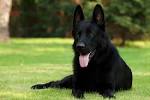 Medium Black Dog Breeds