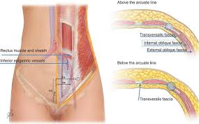 Anatomical terms describe structures with relation to four main anatomical planes:. Basic Principles And Anatomy For The Laparoscopic Surgeon Springerlink