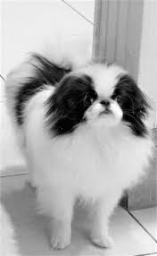 Black And White Pekingese Pin By Katia Dragonas Ghachem On Chins In 2020 Japanese Chin Dog Japanese Chin Pekingese