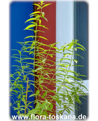 Spanish explorers found lemon verbena in argentina and chile, and were so taken with it that they took it back home with them. Citrus Aurantiifolia Mexican Lime Caribbean Lime Flora Toskana