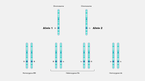 Representation of an allele.