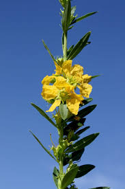 Image result for Heimia salicifolia