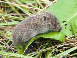 Weitere ideen zu maulwurf im garten, garten, maulwurf. Feldmaus Microtus Arvalis Kleinsaeuger At