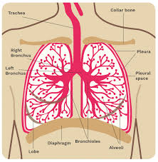 There are physical signs of lung cancer as well, including: Secondary Breast Cancer In The Lung